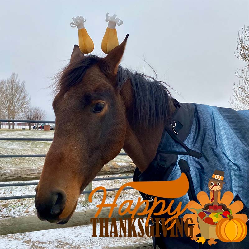 TrottyByNature's tweet photo. Happy Thanksgiving
From our family, to yours. https://t.co/MvYezRjjqd