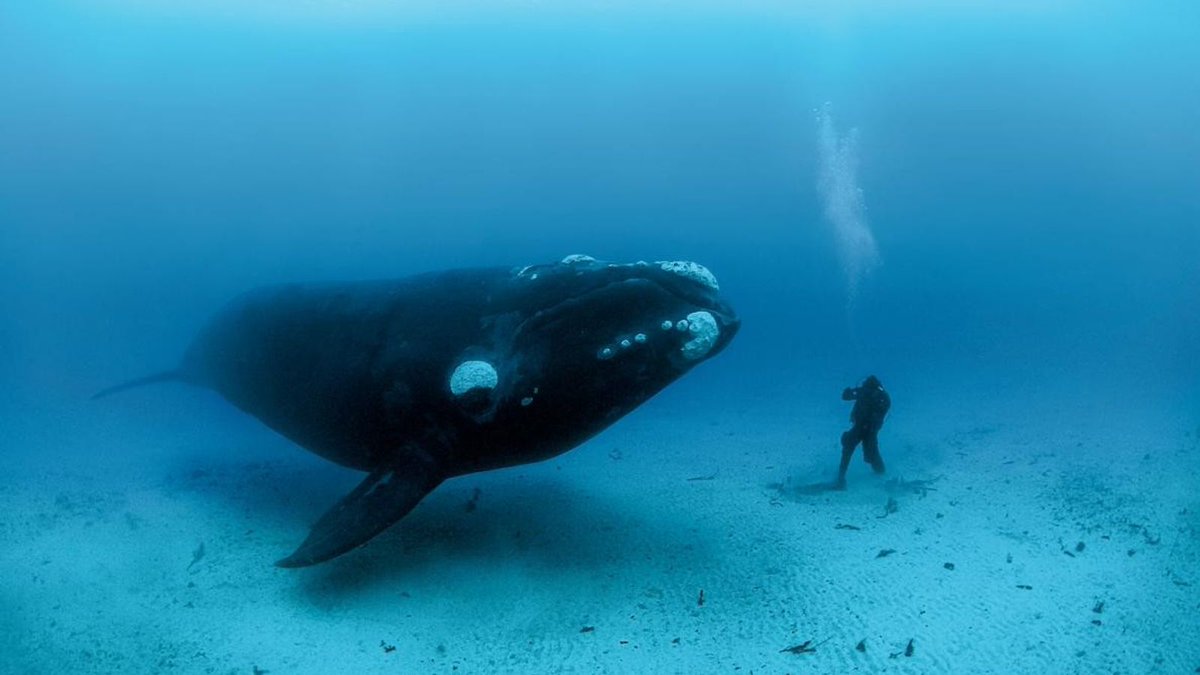 Les baleines franches de l'Atlantique Nord, en danger critique d'extinction, figurent parmi les cétacés les plus menacées avec environ 400 individus recensés. Elles continuent aujourd'hui d'être prises dans les filets de pêche et leur nombre tend à diminuer mais restent toujours