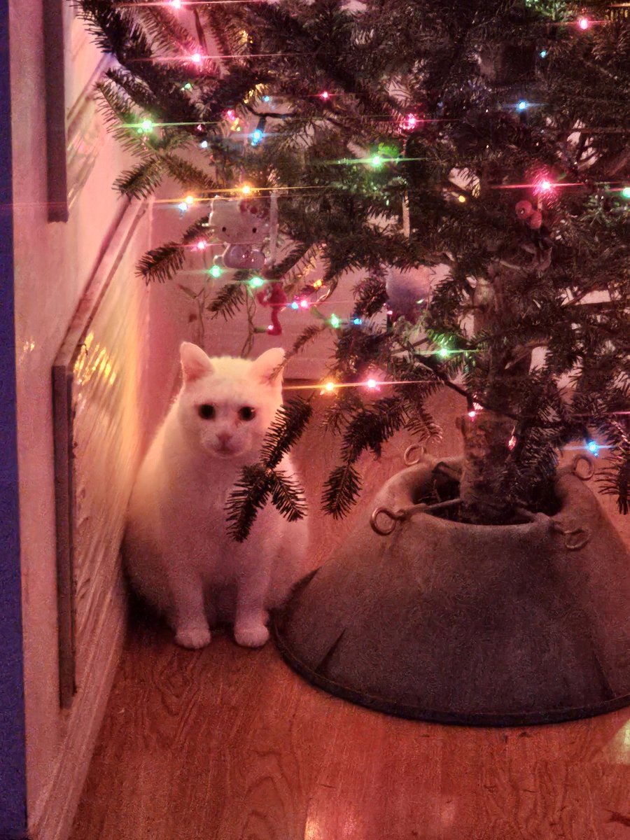 Merry Thanksgiving everyone! On a side note, ima mess this tree up when the Hooman goes to sleep.