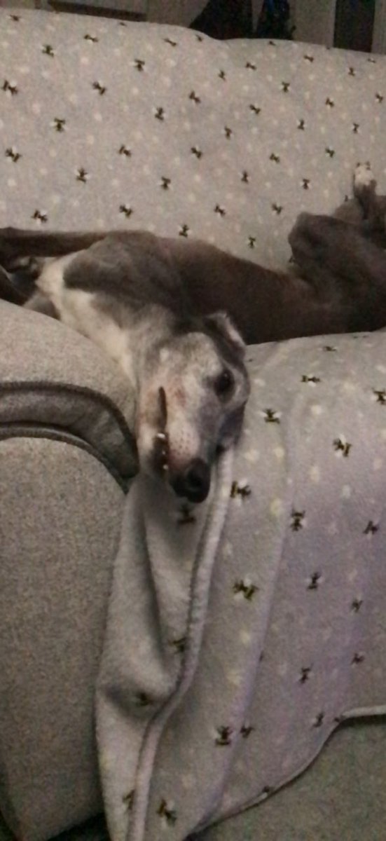 Happy thanksgiving to all my four-legged pals across the pond! I’m relaxing on the sofa in celebration! 🐾