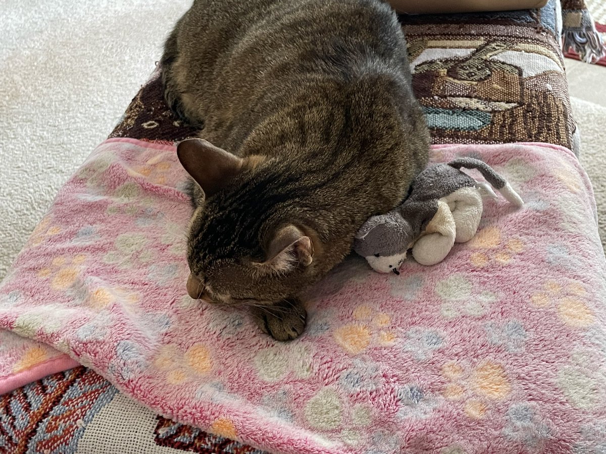 Leo is self soothing today. He carried one of his “babies” on top of the ottoman to cuddle for a nap. #Thanksgiving #HappyThanksgiving #tabbytroop #CatsOfTwitter #CatsOfX #ThanksgivingDay2023 #ThanksgivingVibes