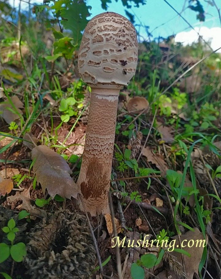 MPM Wild Mushrooms Fruiting Forecast Maps 📷 mushring.com/mpm-Mushmaps/ #mushrooms #fungi #fungiforecast #mushring
