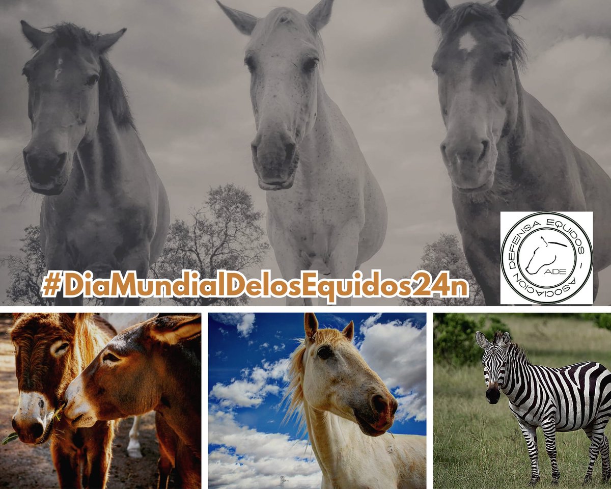 Protectora ADE tweet media