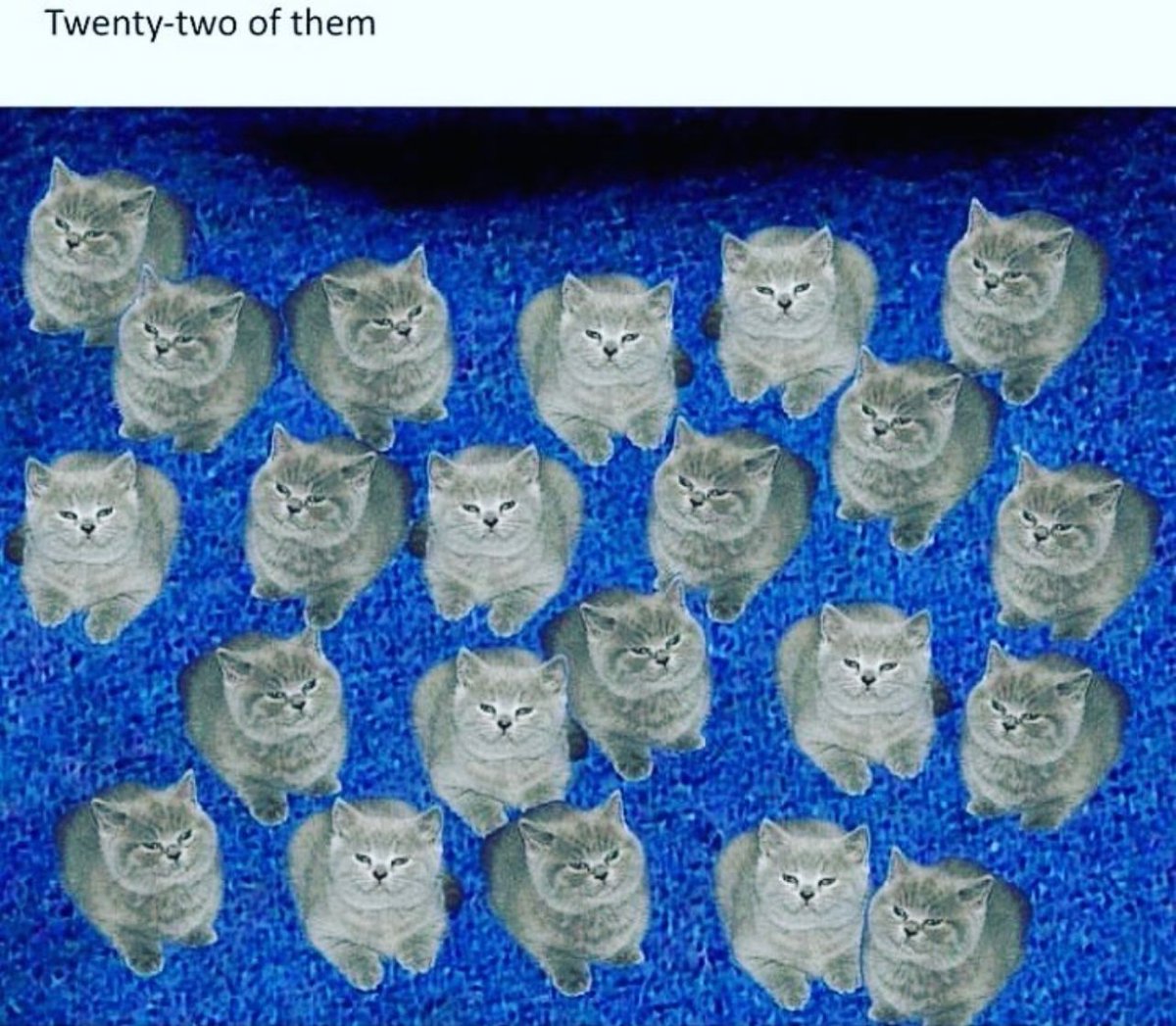 PostsOfCats's tweet photo. https://t.co/ypfDnGQnu8