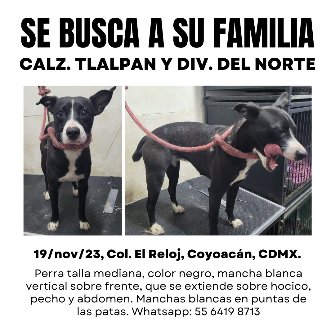 MascotasSismo's tweet photo. Se busca a su familia: Perra talla mediana, color negro, mancha blanca vertical sobre frente, que se extiende sobre hocico, pecho y abdomen. Manchas blancas en puntas de las patas. Fue encontrada 19/nov/23 en Calz. de Tlalpan y División del Norte, col. El Reloj, Coyoacán, CDMX. https://t.co/vBMHTZKvRa