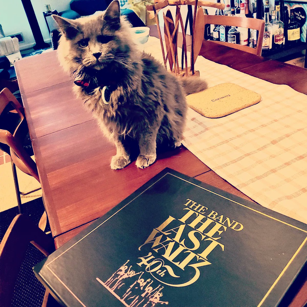NTNLcats's tweet photo. Abel made his pick for the #Thanksgiving soundtrack, #TheLastWaltz.
#AbelGJohnson https://t.co/BbMY0EZBG6
