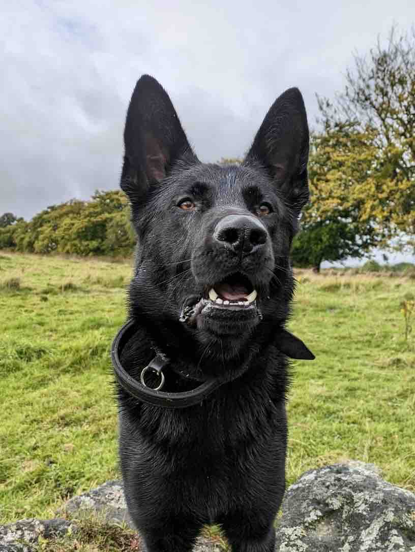 PSOSDogs's tweet image. Remember last week we told you about #PDAce, one of our newly licensed dogs?

This week, he hit the ground tracking and located a vulnerable person hiding from @PSOSLanarkshire officers on his first operational deployment!

#TopDog🏅