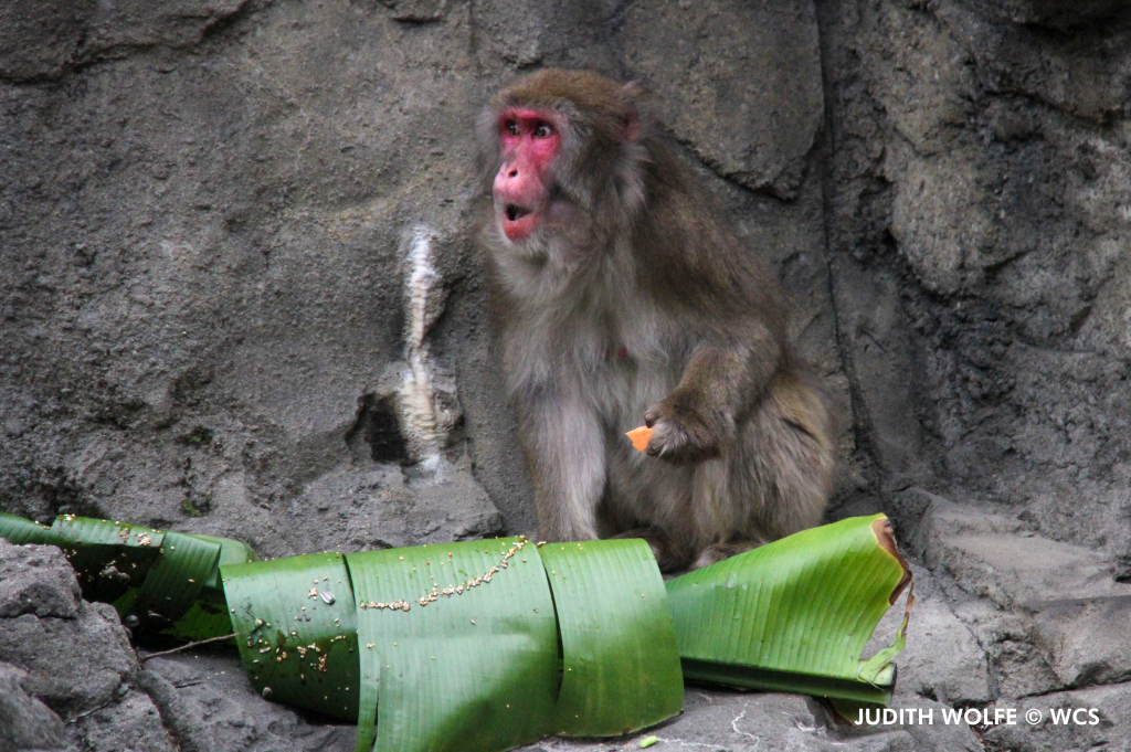 centralparkzoo's tweet photo. That feeling when you see your favorite Thanksgiving treats make their way to the dinner table. https://t.co/KIcSYR5VFE