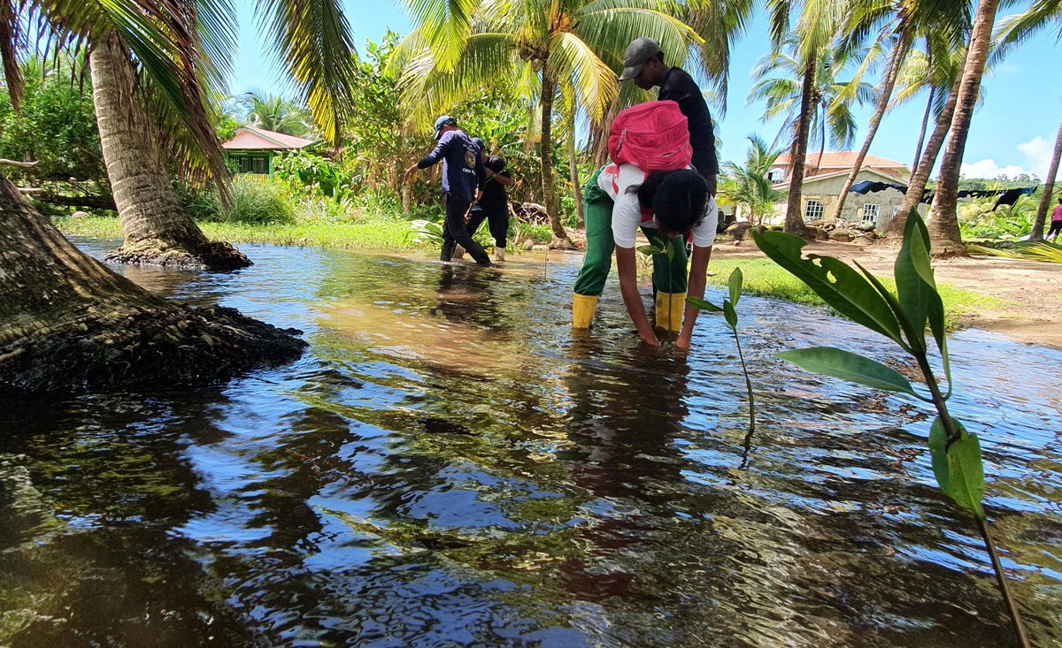 MarenaNicaragua's tweet photo. #MARENA, en coordinación con la #BICU, Alcaldía Municipal de Corn Island, el #MEFCCA, #IPSA, Bomberos Unidos y estudiantes del #INAHD, sembraron 500 propágulos de Mangle rojo en los humedales Heavy Sand y Alligator Pond.
#VerdeQueTeQuieroVerde
#Nicaragua
#AmorAlaMadreTierra https://t.co/1DhtMIs6DM