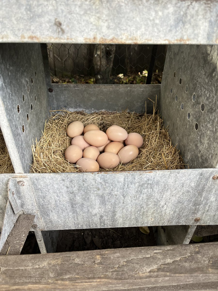 🐔 pollofeed.com ⚡ (@pollofeed) on Twitter photo 