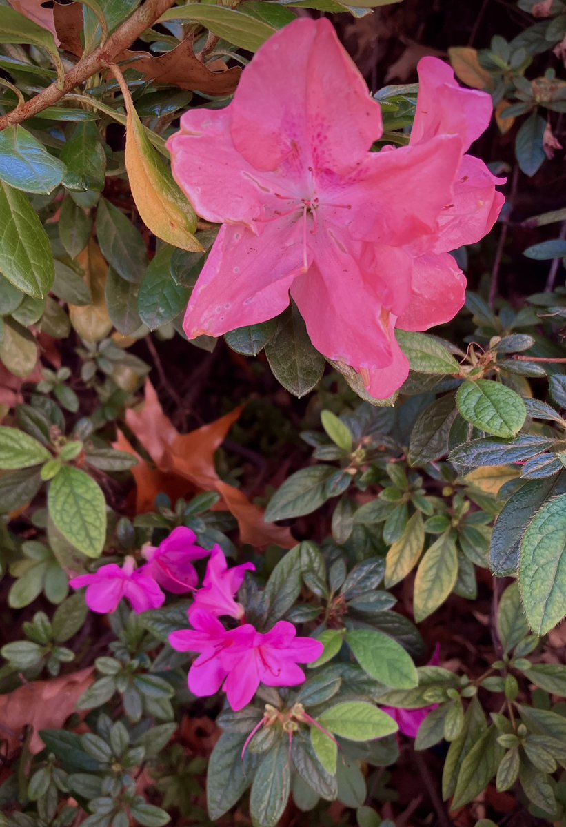 HobanGirl's tweet photo. Dare to stand out, be yourself, the coral midst the magenta. #architecture #DukeSt #RoyalSt #StMarysBasilica #OldTown #Alexandria #Thanksgiving 

Did have the Southside to myself for the most part. Solitude is lovely too, away from the madding crowd. #reflection #thankful https://t.co/93P6BImVFi
