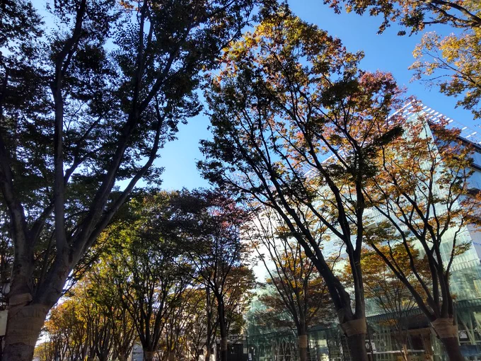 晩秋のケヤキ並木とカエデじゃよ 土曜日は一足飛びに冬が来るらしい喃ホエホエ