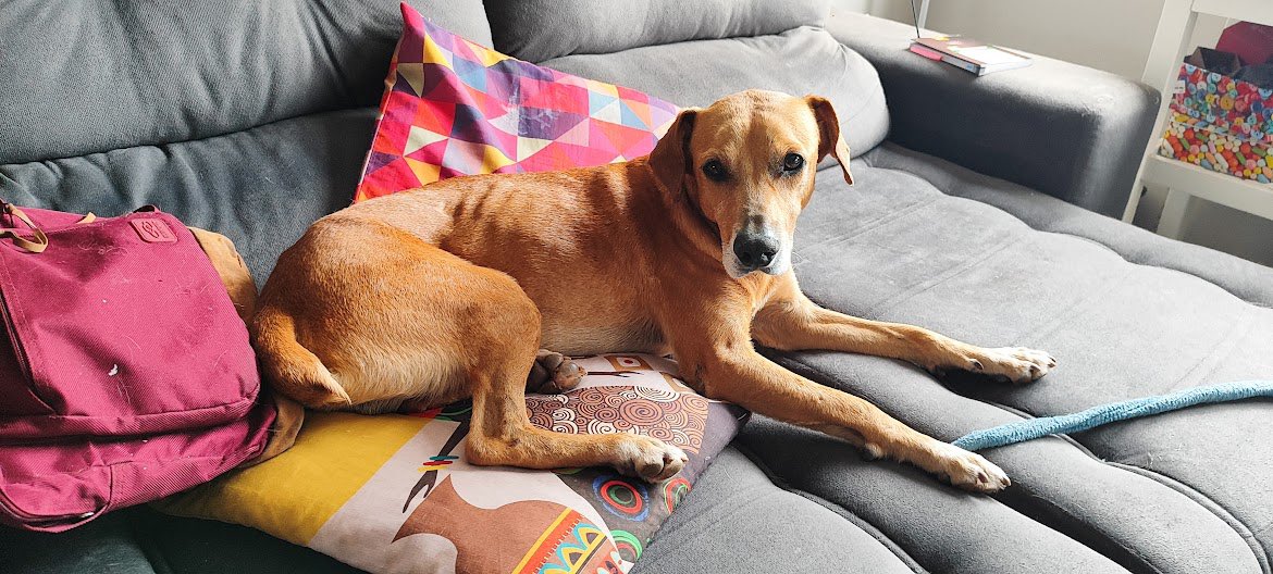 ADOÇÃO SP
 
Esse é o Evaristo. Foi resgatado no sábado, desidratando naquele calor infernal que estava fazendo. Mal conseguia andar.
Evaristo recebeu os primeiro cuidados no veterinário e agora está sendo cuidado em LT e precisa MUITO de uma família. 

Contato: 11 99330-2323
