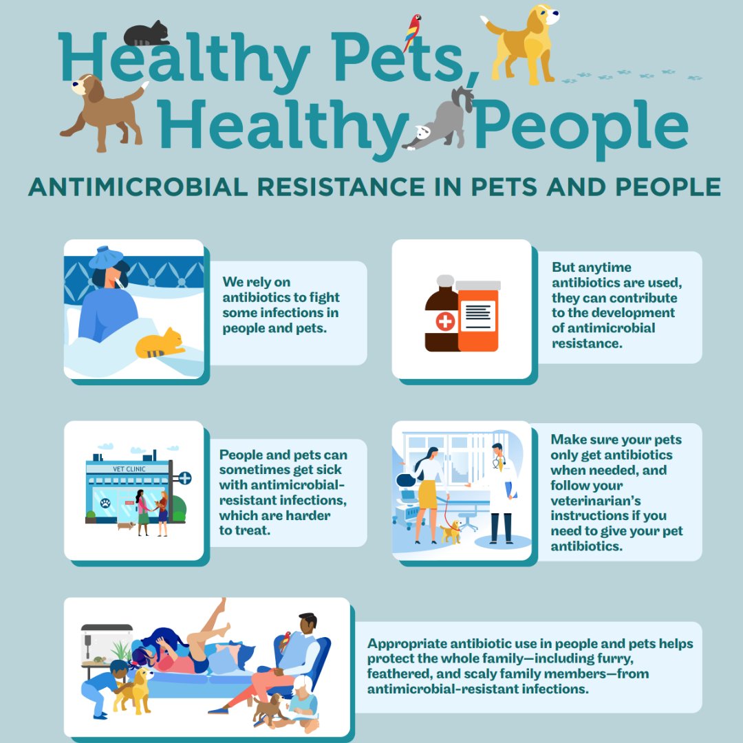 Antimicrobial resistance can affect the health of both people and animals. Here are some ways pet owners can help use antibiotics responsibly. Learn more at bit.ly/45PbJ9t #USAAW23 #BeAntibioticsAware