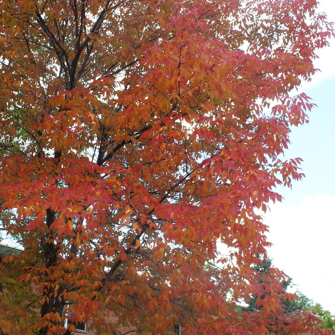 Happy Fall Break, Wolf Pack! 🐺🍂