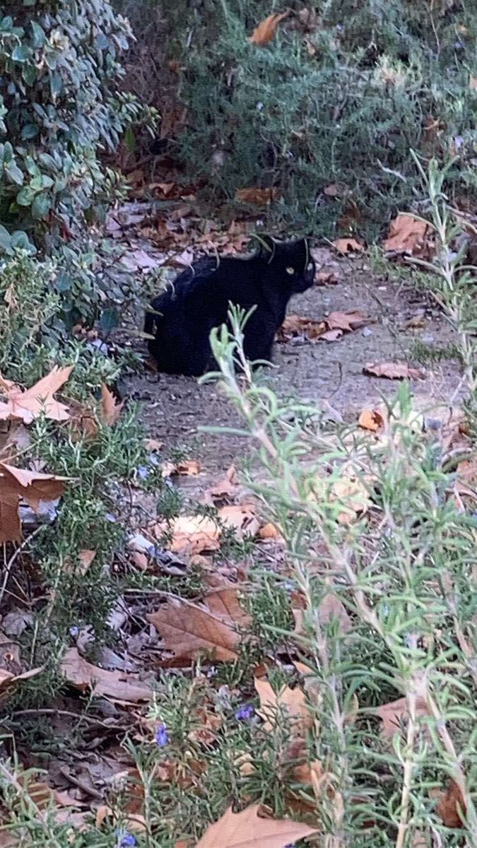 Ryguyun's tweet image. My friend encountered this cat a year ago and I think about it often.