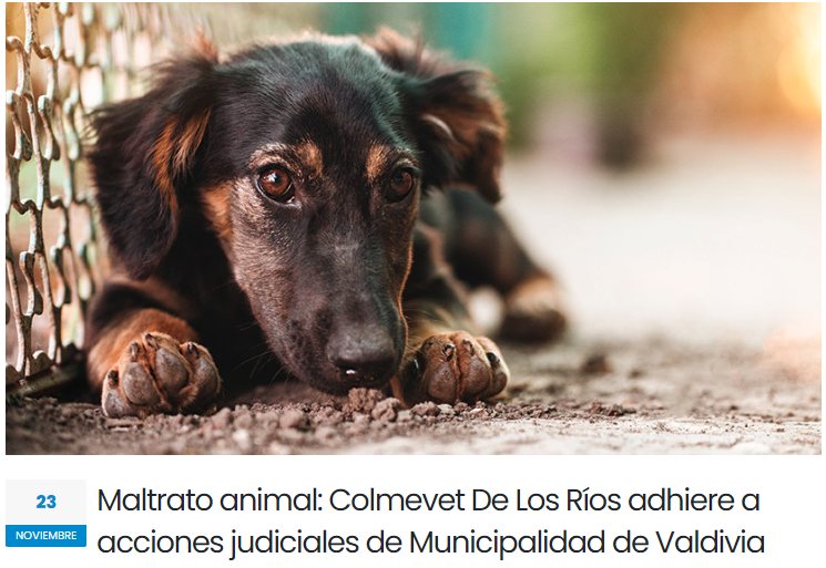 Maltrato animal:  Colmevet De Los Ríos adhiere a acciones judiciales de Municipalidad de Valdivia, solicitó una exhaustiva investigación y sanciones  para avanzar en bienestar animal bajo Una Salud.
<a href="/munivaldivia/">MuniValdivia</a>  <a href="/Carla_Amtmann/">Carla Amtmann Fecci</a>  <a href="/biobio/">BioBioChile</a> <a href="/elmostrador/">El Mostrador</a> 
▶️colmevet.cl/noticia/maltra…