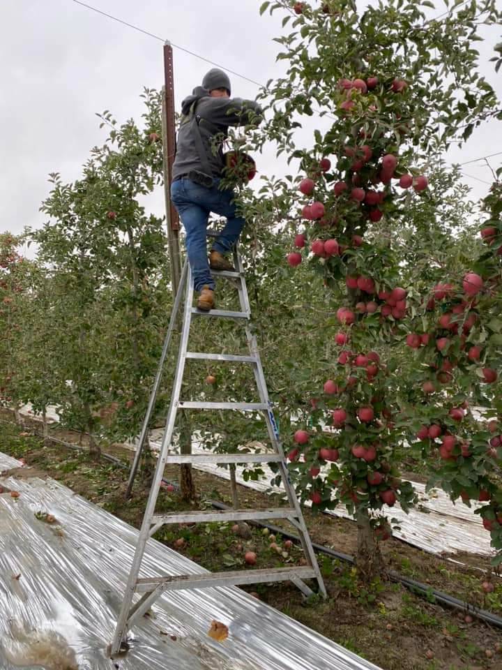 Apple pie is a great #Thanksgiving treat and the apples get to our table thanks to the hard work of people like Trinix who spend their days harvesting this tasty fruit climbing up-and-down ladders in Washington State. #WeFeedYou