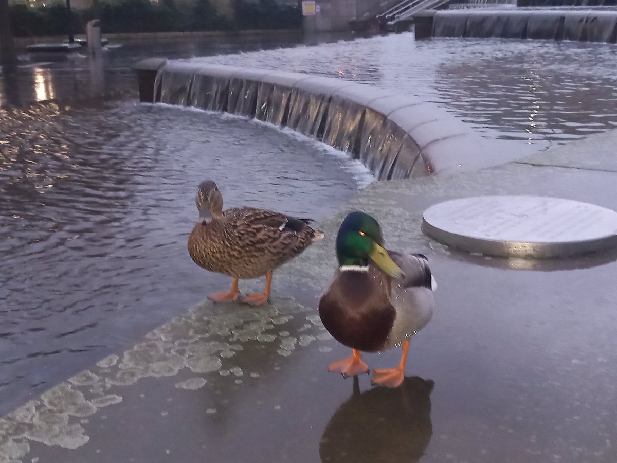 Peter Matejic tweet media