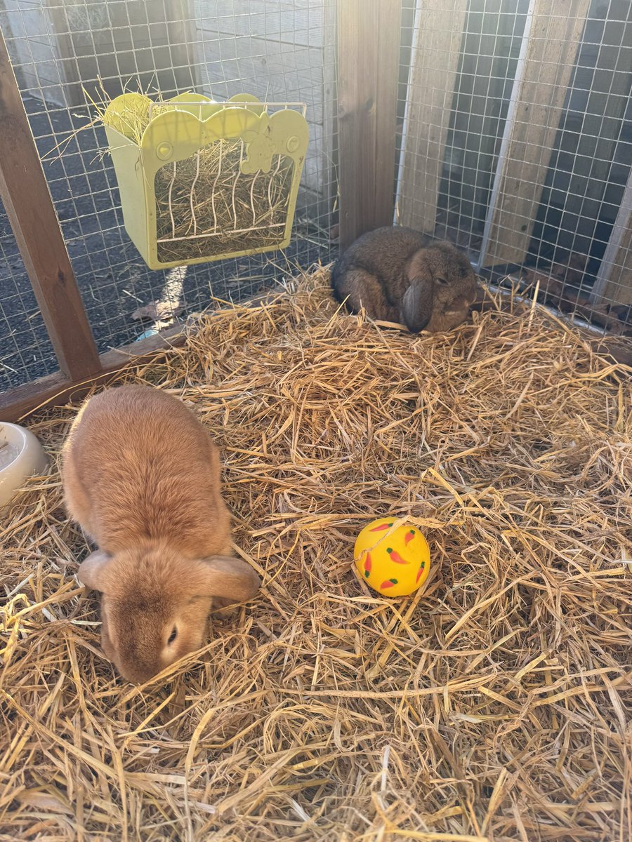 CCJuniorHead's tweet photo. Today I took a little time out to walk around our beautiful @ClairesCourtJnr site. I do love my job!! 🐰☀️🐰 

#CCJuniors #CCFamily #CCThrive https://t.co/UFCfEheErY