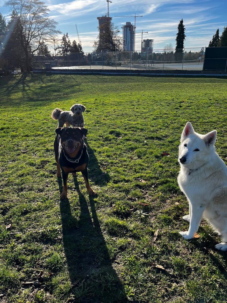 Tuna, sparkles, and Maisy in the back ❤️