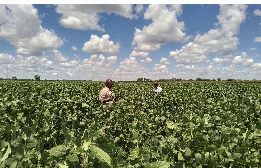 President ED Mnangagwa is a successful farmer.  Most people do not know that most of his income comes from his Precabe farm.  I remember him saying that he doesn’t make a lot of money for being a politician than being a farmer.