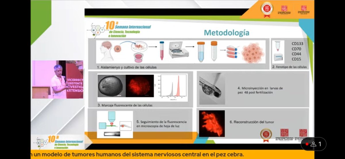 LabCBMU (@labcbmu) on Twitter photo Presentando el trabajo del uso del pez cebra para el estudio de tumores cerebrales, 10a Semana Internacional de Ciencia, Tecnología y la innovación <a href="/UFPSCUCUTA/">UFPS</a> #medicina #uniandes <a href="/circadianlab/">Circadian Lab</a> <a href="/biophysuniandes/">Biofísica Uniandes</a> <a href="/MediUniandes/">Facultad de Medicina - Universidad de los Andes</a> Presentando el trabajo del uso del pez cebra para el estudio de tumores cerebrales, 10a Semana Internacional de Ciencia, Tecnología y la innovación <a href="/UFPSCUCUTA/">UFPS</a> #medicina #uniandes <a href="/circadianlab/">Circadian Lab</a> <a href="/biophysuniandes/">Biofísica Uniandes</a> <a href="/MediUniandes/">Facultad de Medicina - Universidad de los Andes</a>