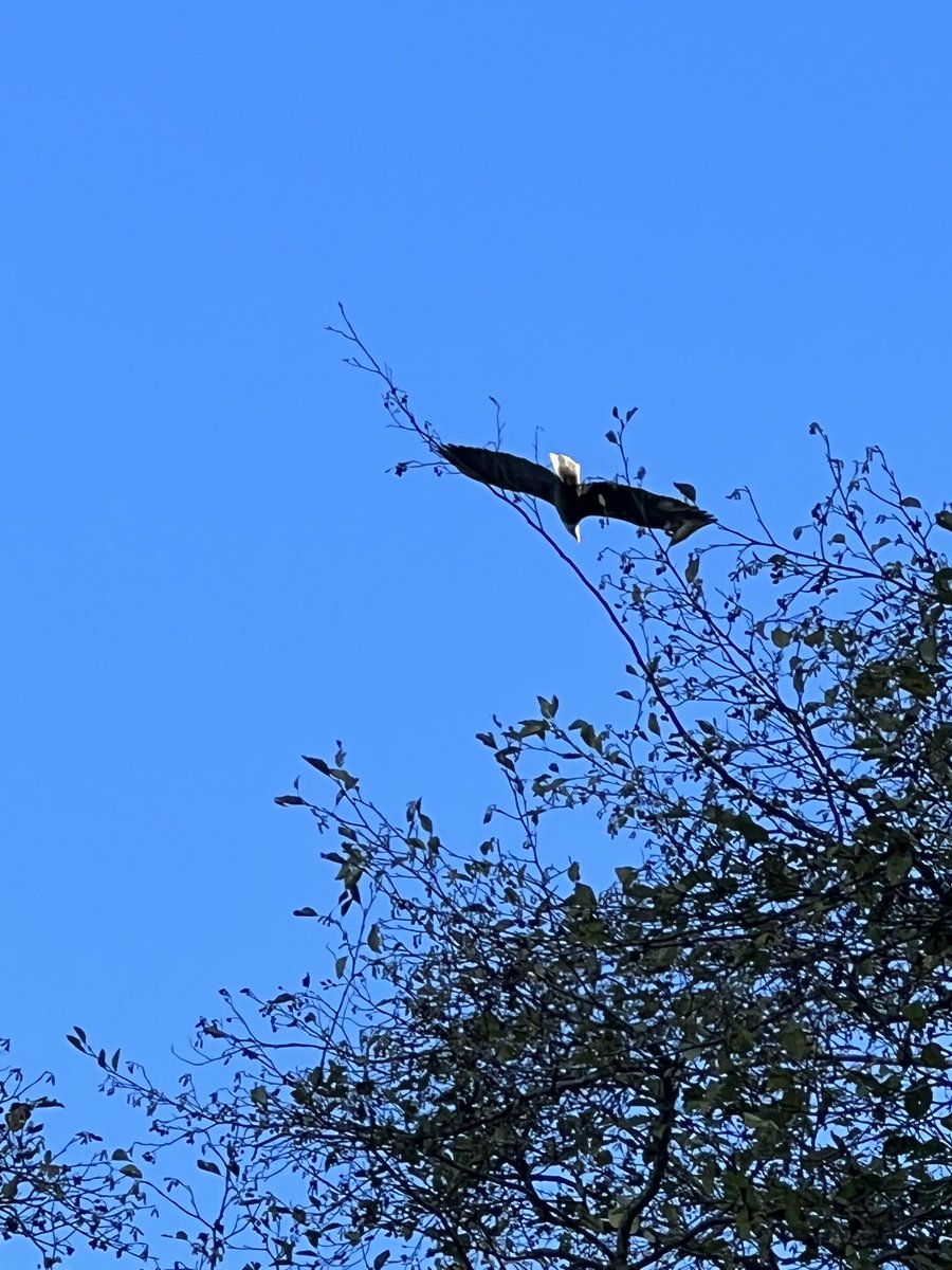 As I was walking along the beach, I spotted a stunning eagle relaxing high up. Guess what? He decided to follow me and show off just how beautiful he is! It’s always a good day when an eagle follows you!! 🦅💗 #PNWLife