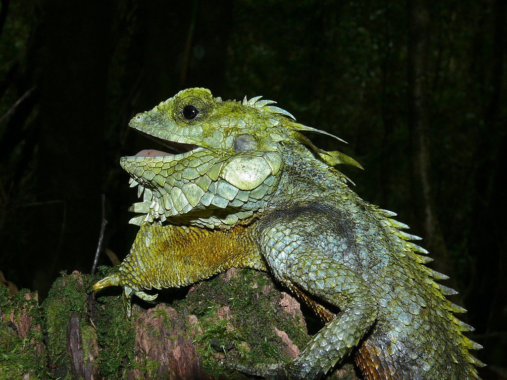 arvalis's tweet photo. @webvein Done forget the kinabalu crested dragon! https://t.co/AbzmUcfW4V