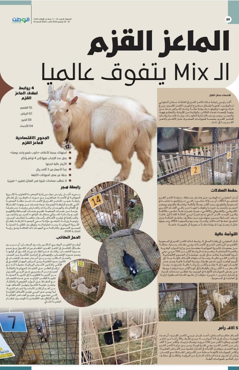 Adnanghazal6's tweet photo. الوطن أون لاين :::
الماعز القزم الـ Mix يتفوق عالميا https://t.co/TtHAu5a0bW
#الاحساء https://t.co/v5tKg3sfAR