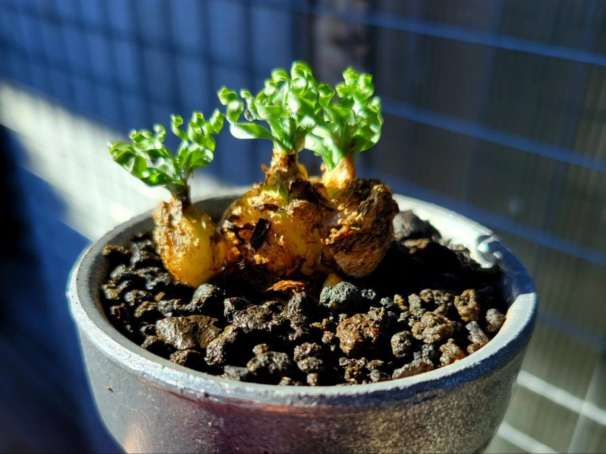 drybizarre's tweet photo. Albuca concordiana

もう、クルクル🌀が止まらない(^-^)

#アルブカ
#Albuca 
#球根
#冬型 https://t.co/e8lAbiHFPb