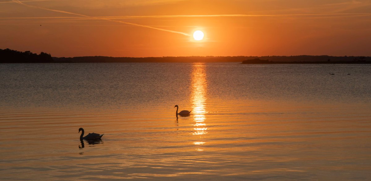 DorteHedengran's tweet photo. Swans in the sun. We don't see much of the sun at the moment ☀️
#Denmark #SonyAlpha #NaturePhotography #photooftheday #November23th #ThursdayVibes #ThursdayMood #Thursday #autumnfalls #sunset
📸Dorte Hedengran https://t.co/NgUYGyujDl