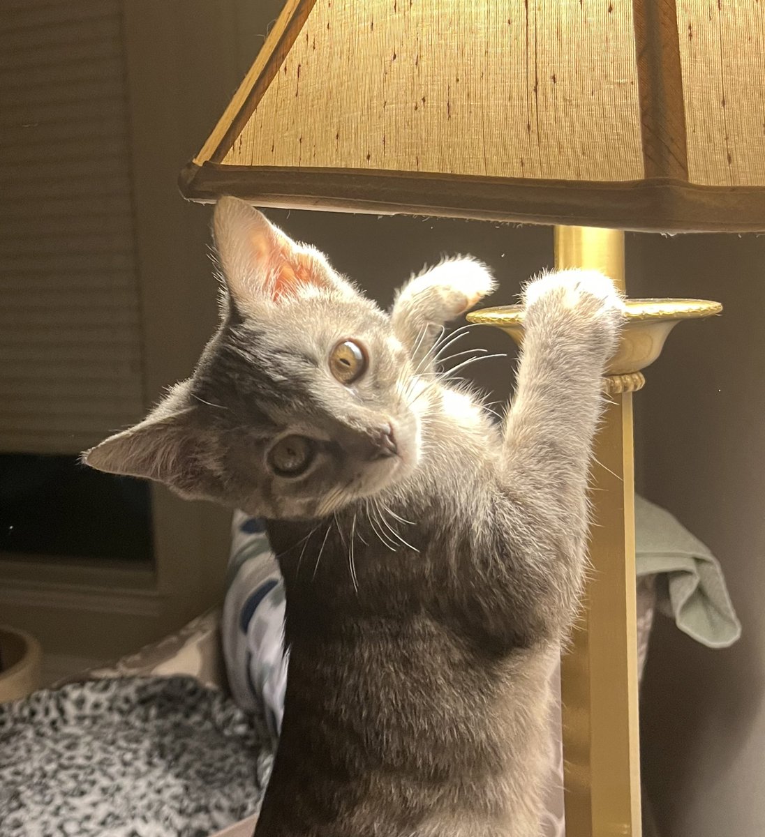 🍁Happy Thanksgiving! 🍁Wishes for a wonderful time with the ones you love. 🍗And let’s hope someone at your home doesn’t wind up with a lampshade on their head 😜#Finneas #kittens #CatsOfTwitter