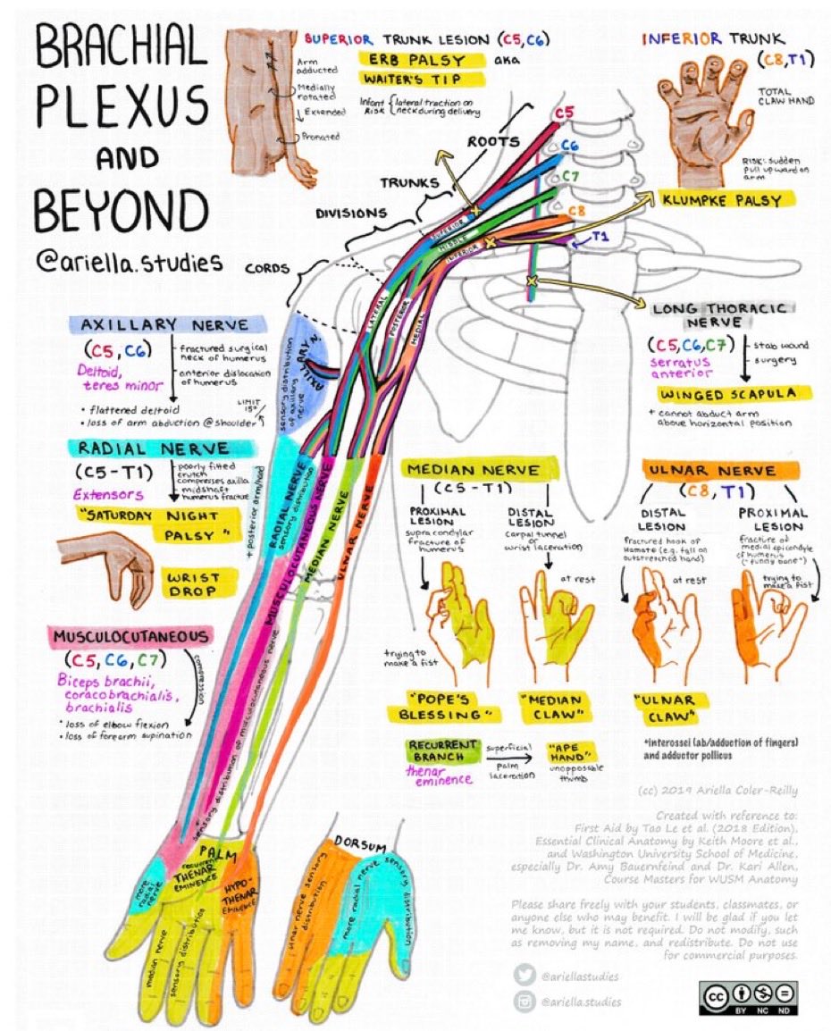 Brachial plexus and Beyond from ariella studies