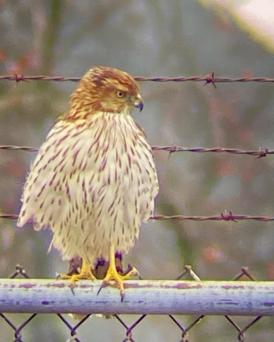 RMott77's tweet photo. My Ecology class and I are participating in Project Feederwatch this year. The program runs from November 1st until April 30th. The highlight has been this Cooper’s Hawk that has been using our feeder area for a hunting ground. The students get excited, as do I… https://t.co/JArNNfXfi2