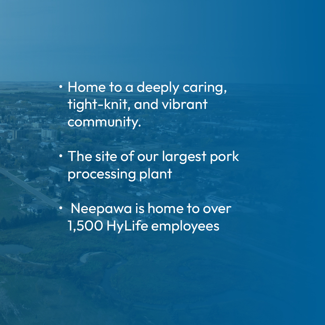 HyLifeltd's tweet photo. Neepawa is also home to more than 1,500 HyLife employees, many of whom have helped to form a deeply caring, tight-knit, and vibrant community.

Visit https://t.co/S8HWkKD1k1 to learn more about opportunities at our flagship processing plant.

#Neepawa #HyLife #Cdnag #mbpork #mbag https://t.co/05o3veiscD