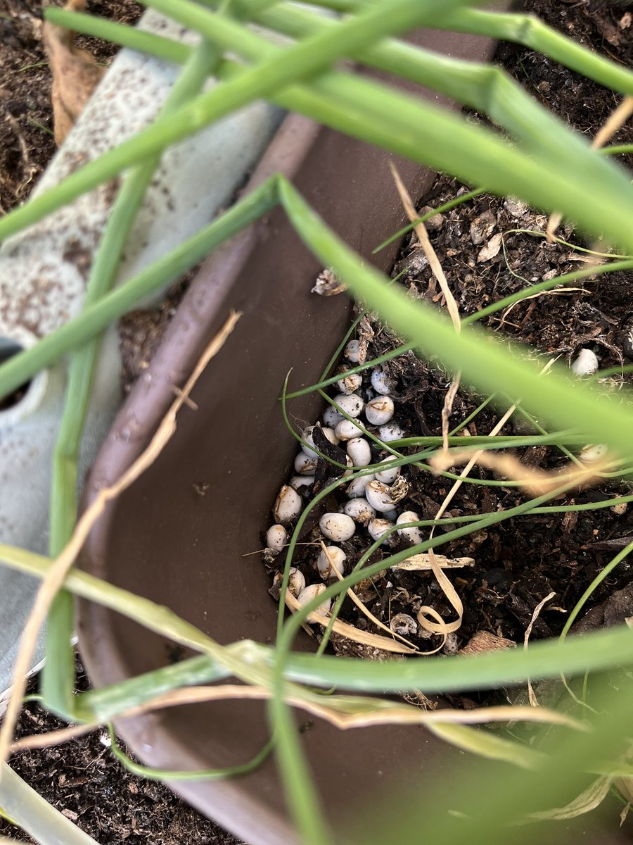 HADASHIKONI's tweet photo. これはもしやナンキンハゼの実！？
こっそり持ってきた子は取りに来るのか？🐦‍⬛ https://t.co/LvcExZmX2O