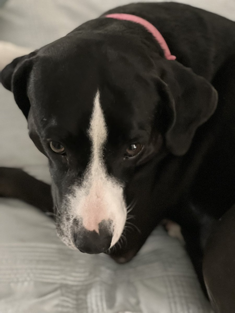 xworker_1950's tweet photo. @Mimirocah1 Pepper says, “Hey.” https://t.co/bHJyqoT8Ky