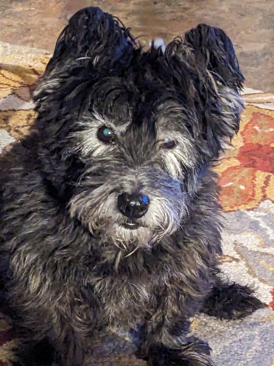 Duffy McStuff 🐶🐾🌻 tweet media