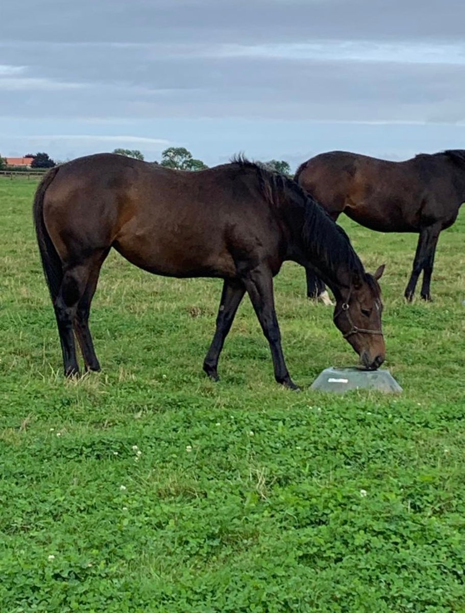 b1enc's tweet photo. Great to see Clearpoint winning so well @WolvesRaces tonight &amp; his half sister in foal to Ardad looking happy under the guidance of @fionadenniff 🐎🐎 #Marchfoal 🙏 https://t.co/B92sZJp3mO