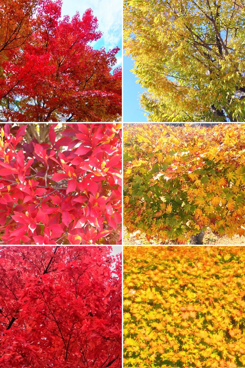 ⋆·̩͙꒰ঌ💛໒꒱·̩͙.🍁 🍁.·̩͙꒰ঌ💛໒꒱·̩͙⋆
 紅*🍁*̣̩⋆̩                *̣̩⋆̩🍁🧡
    葉  *🍁*̣̩⋆̩        **̣̩⋆̩🍁綺
         狩 *🍁*̣̩⋆̩  **̣̩⋆̩🍁麗
               り *🍁*̣̩⋆̩ (*^^)v
凄くキレイでしたよ〜✨
赤♥と黄色💛どっちも素敵ꕤ︎︎
  皆さんは…
どちらが好きですか❔