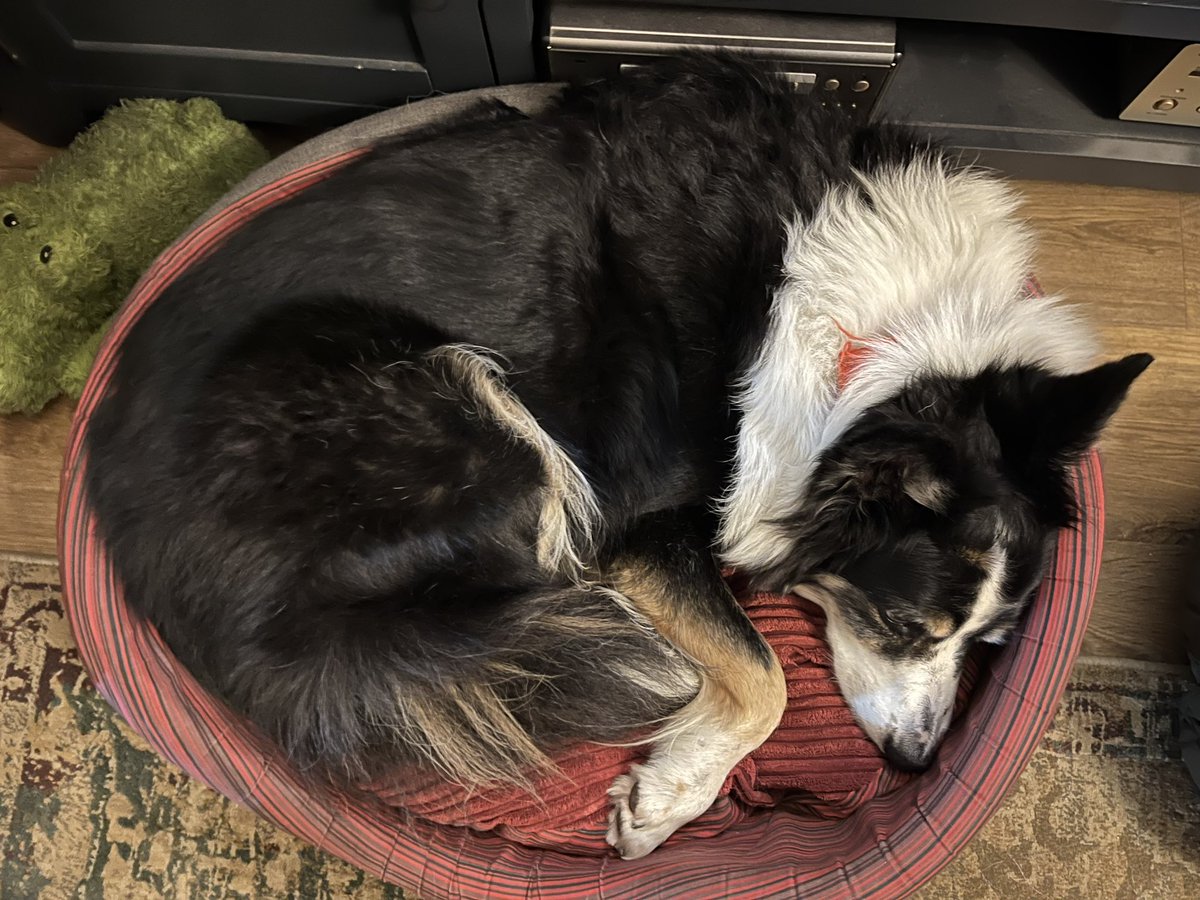 Puppy Bess and Auntie Kes tweet media