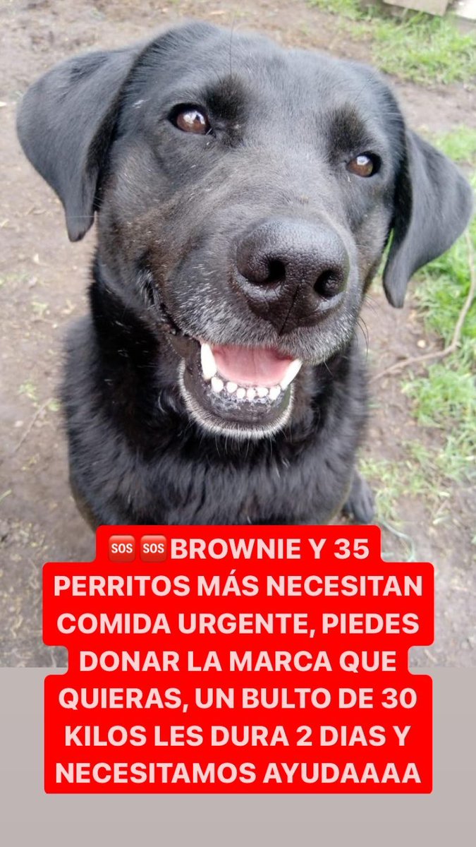 PetAngelsCol 🐱🐶 tweet media