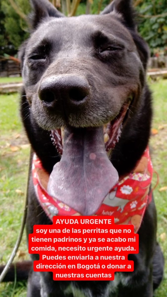 PetAngelsCol 🐱🐶 tweet media