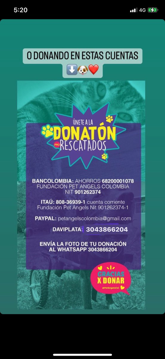 PetAngelsCol 🐱🐶 tweet media