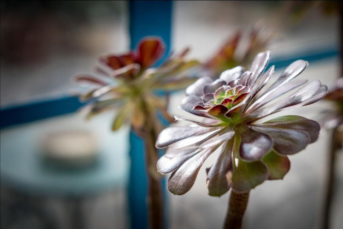 EdRudiger's tweet image. WCC News: WCC joins 500th commemoration of the Anabaptist movement #WCC #anabaptist 
thenetchurch.blogspot.com/2023/11/wcc-ne…