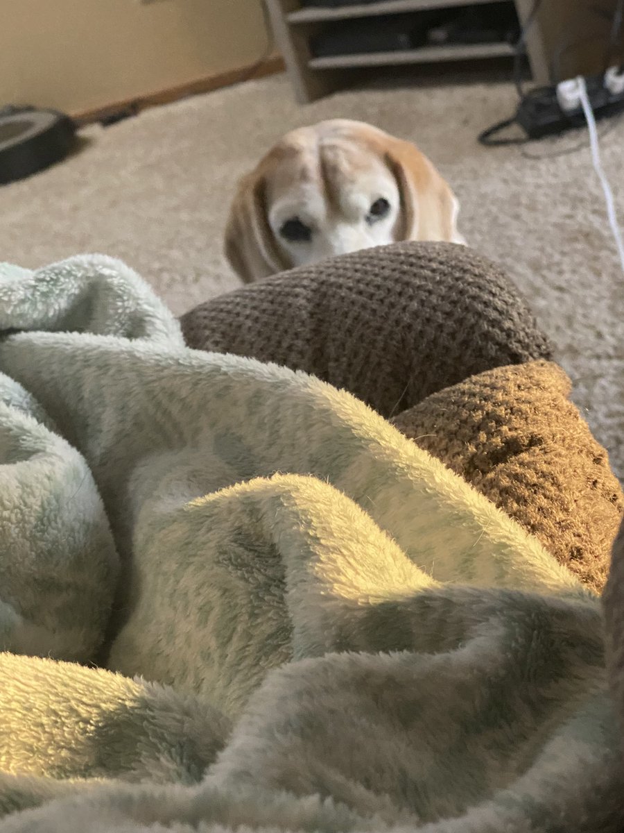 RileyBeagle tweet media