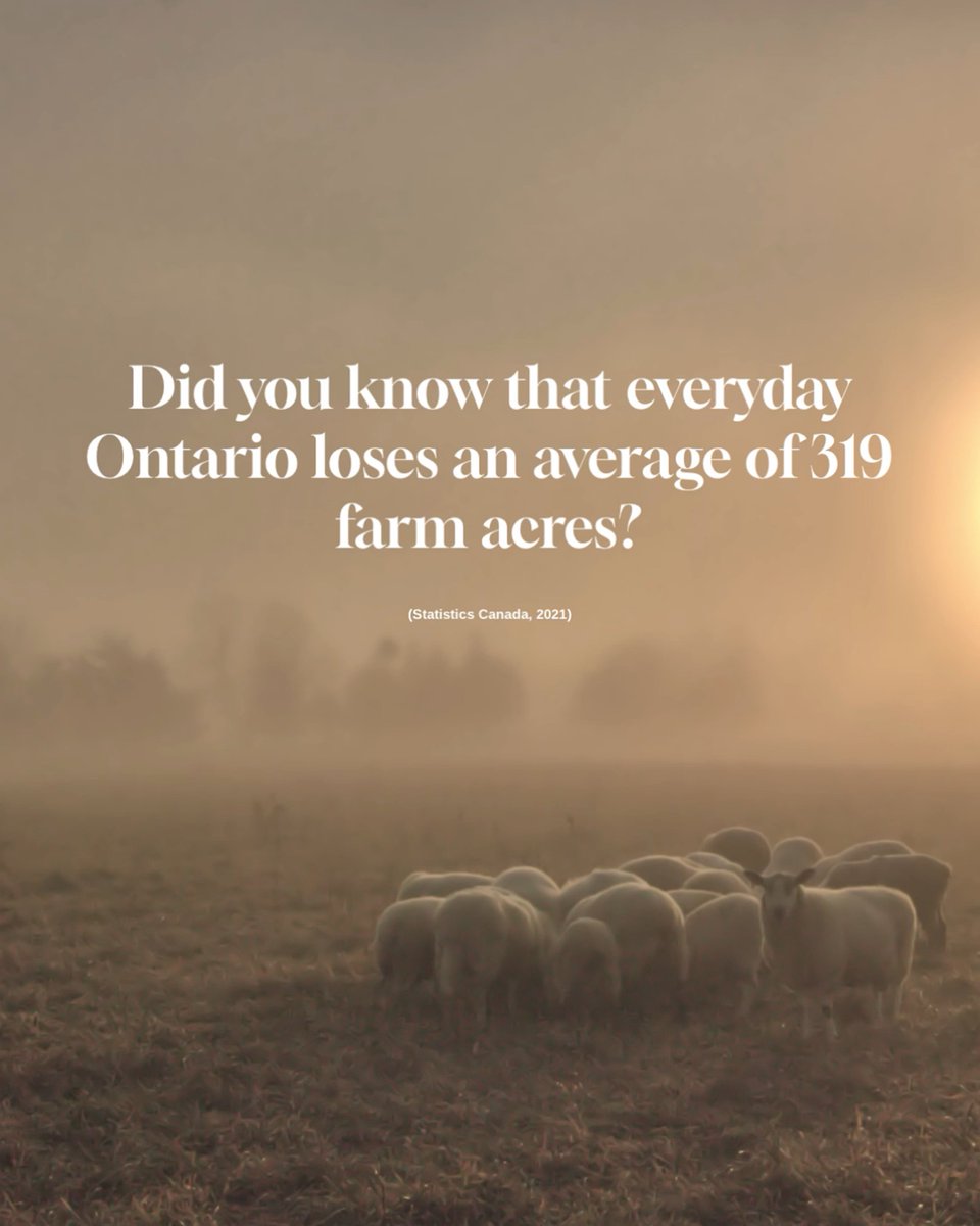 Over 35 years, Ontario lost 2.8 million acres of farmland (18%) to urbanization and mining, permanently.
Protecting this land is vital for future generations. 
Thank you to those helping us save this little patch of earth, being the best possible stewards of this land.