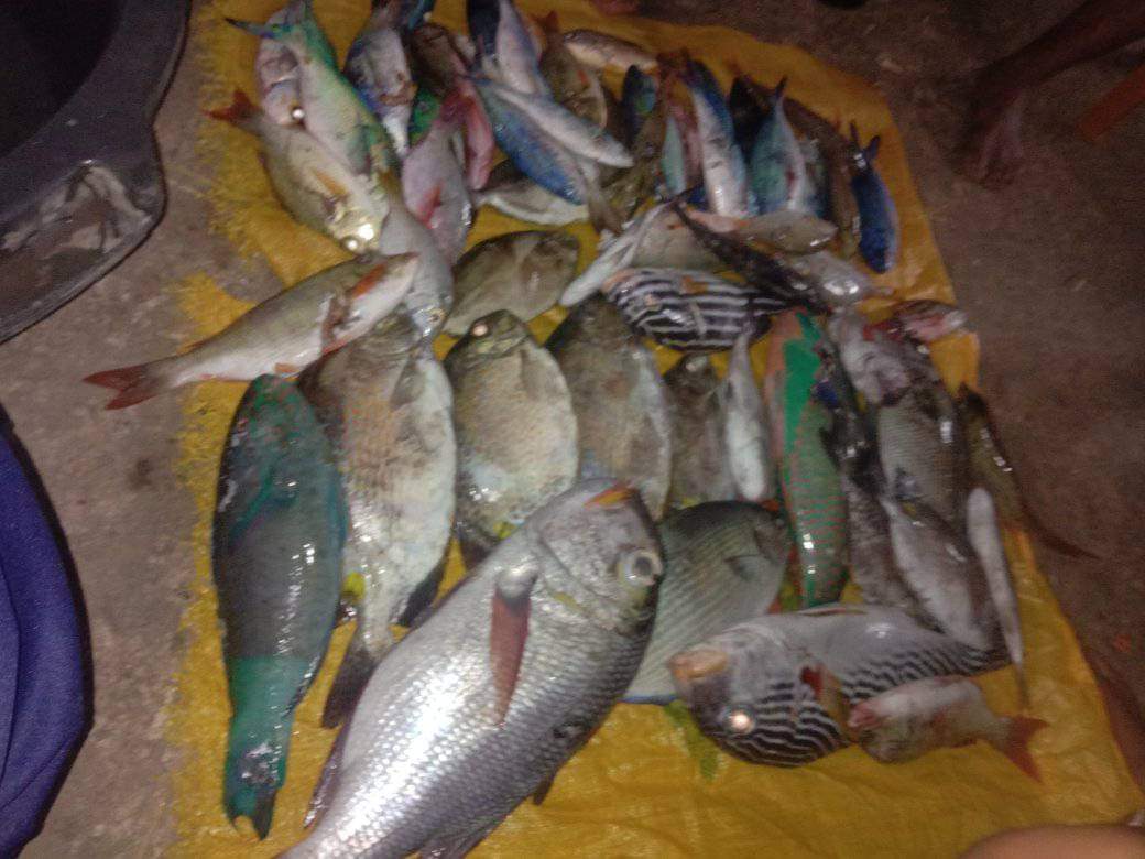 A35579Hermanto's tweet photo. Senin (20/11), Ashar Hermanto, LuhKan Bolsel, di Pelaku Utama (Irpan Achmadi) Desa Tobayagan Selatan, melaporkan hasil tangkapan Ikan Demersal, dengan API Pancing, sebanyak 8 Kg, harga jual rata-rata Rp. 40.000/Kg
#GiatLuhkanSatminkalBitung #PusLatLuh #BPPPBitung #Bolsel #Tangkap https://t.co/HhTlIdZq1K