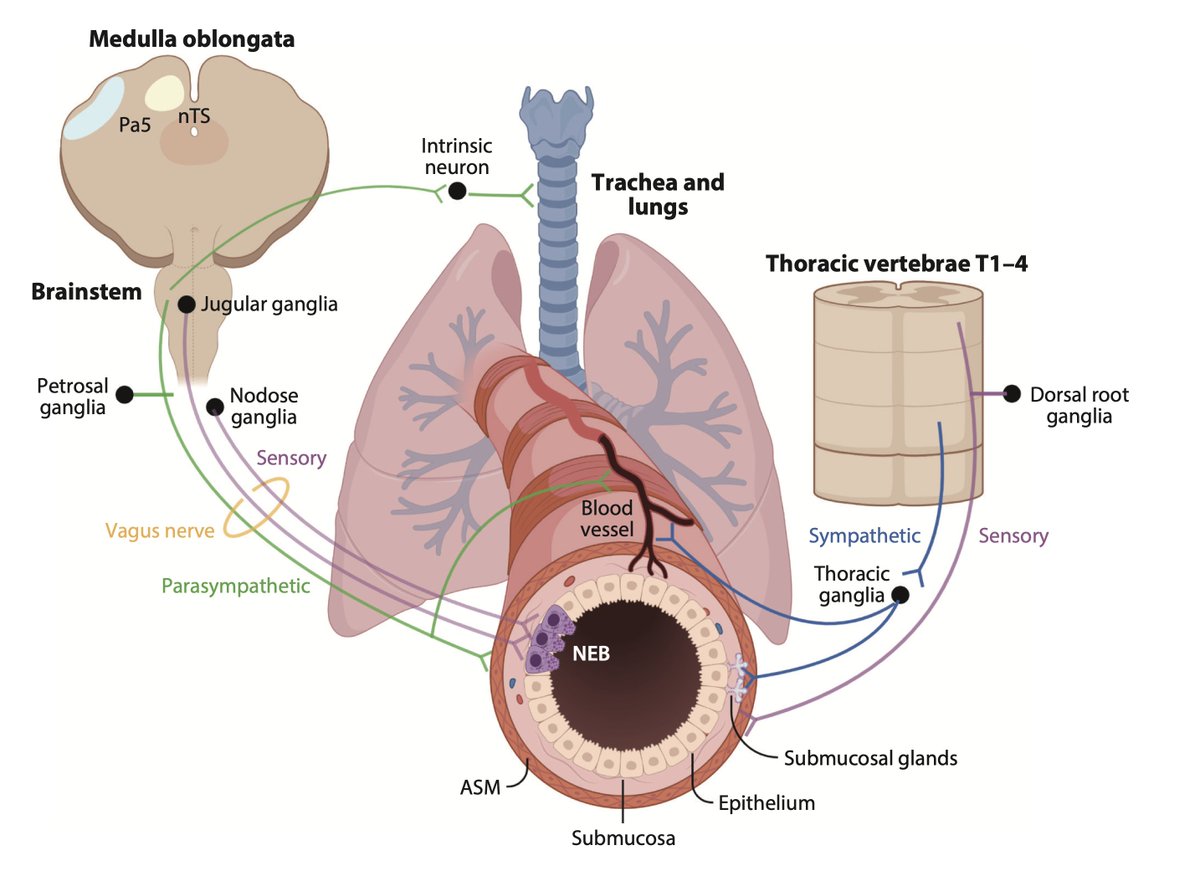 🔥#Neuroimmunology🔥 is a rapidly expanding area–can't wait to see what's discovered over the coming years! As a primer, our review led by @rossana_azzoni on Neuroimmune Interactions in the Lung is online now doi.org/10.1146/annure… @AnnualReviews @GIN_Discovery @MonashImmunol